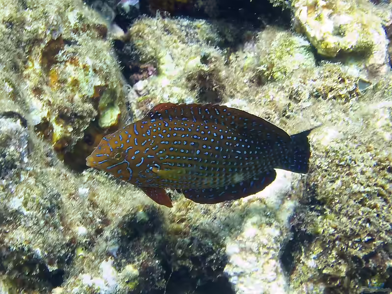 Macropharyngodon geoffroy im Aquarium halten (Einrichtungsbeispiele für Geoffroys Lippfisch)