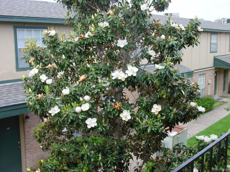 Magnolia grandiflora im Garten pflanzen (Einrichtungsbeispiele mit Immergrüne Magnolie)