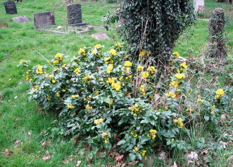 Mahonia aquifolium am Gartenteich pflanzen (Einrichtungsbeispiele mit Gewöhnliche Mahonie)