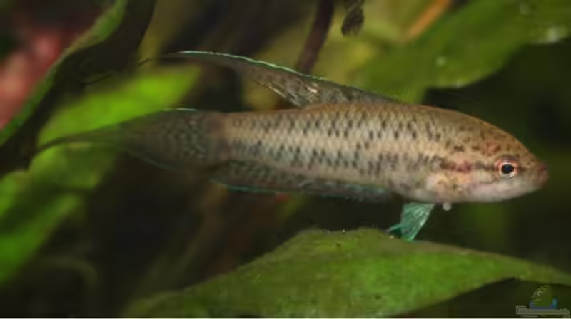 Malpulutta kretseri im Aquarium halten (Einrichtungsbeispiele für Marmor-Spitzschwanzguramis)