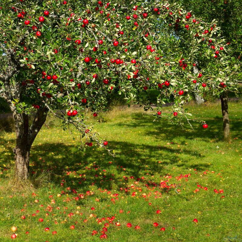 Malus domestica: Der Apfelbaum – Ein umfassender Leitfaden für Ihren Garten (Einrichtungsbeispiele mit Apfelbaum)