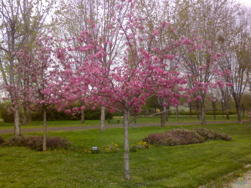 Malus im Garten pflanzen (Einrichtungsbeispiele mit Zierapfel)