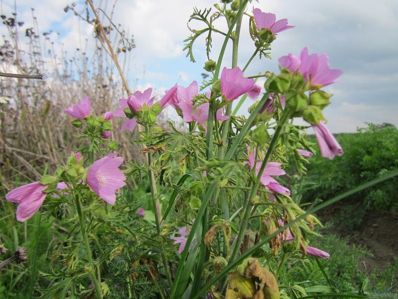 Malva moschata im Garten pflanzen (Einrichtungsbeispiele mit Moschusmalve)