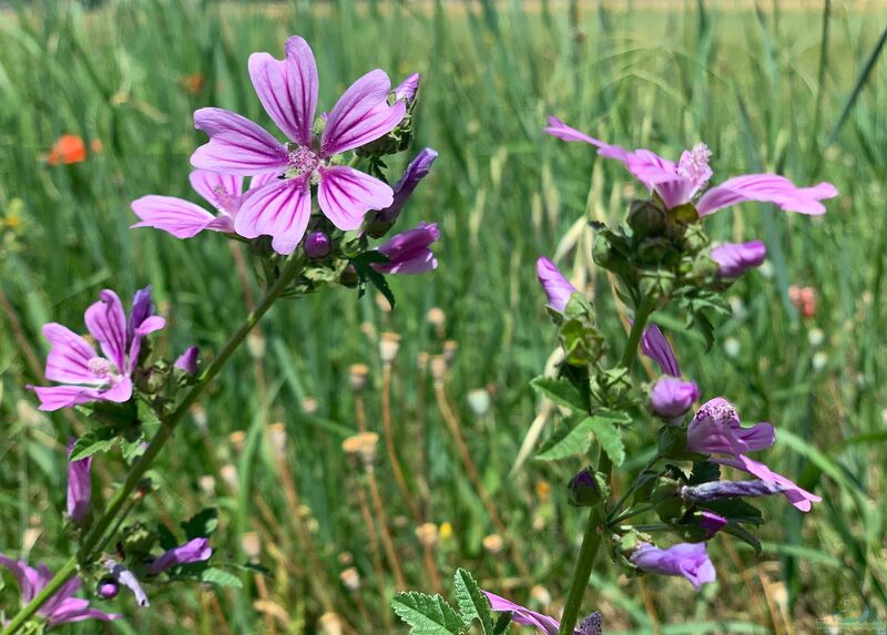 Malva sylvestris im Garten pflanzen (Einrichtungsbeispiele mit Wilde Malve)