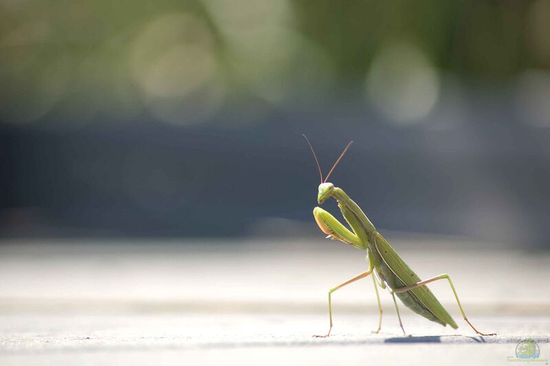 Mantis religiosa im Terrarium halten (Einrichtungsbeispiele mit Europäische Gottesanbeterin)