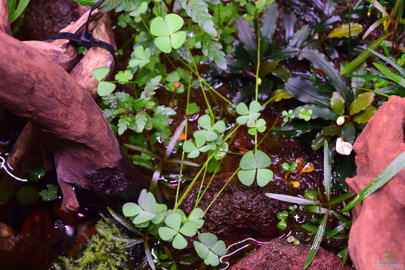 Marsilea crenata im Aquarium pflanzen (Einrichtungsbeispiele mit Zwergkleefarn)