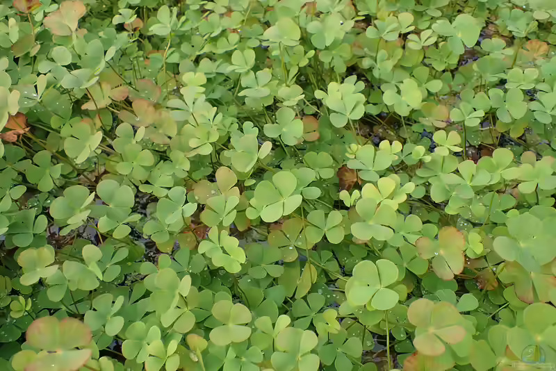 Marsilea quadrifolia im Gartenteich (Einrichtungsbeispiele mit Wasserklee)