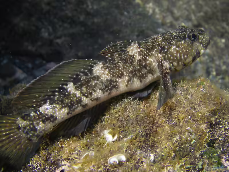 Mauligobius maderensis im Aquarium halten (Einrichtungsbeispiele für Madeiragrundel)