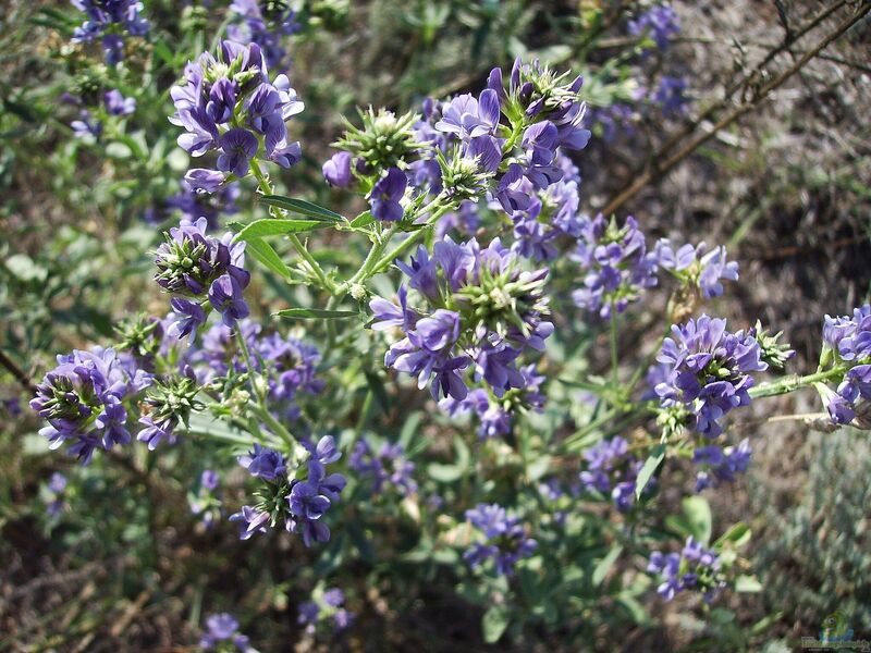 Medicago sativa im Garten pflanzen (Einrichtungsbeispiele mit Luzerne)