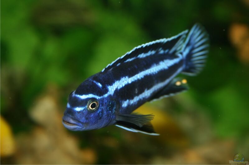 Melanochromis-Arten im Aquarium halten (Einrichtungsbeispiele für Melanochromis-Arten)