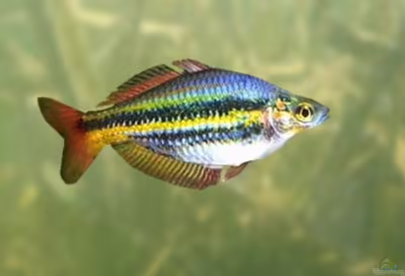 Melanotaenia solata im Aquarium halten (Einrichtungsbeispiele für Nördlicher Regenbogenfisch)