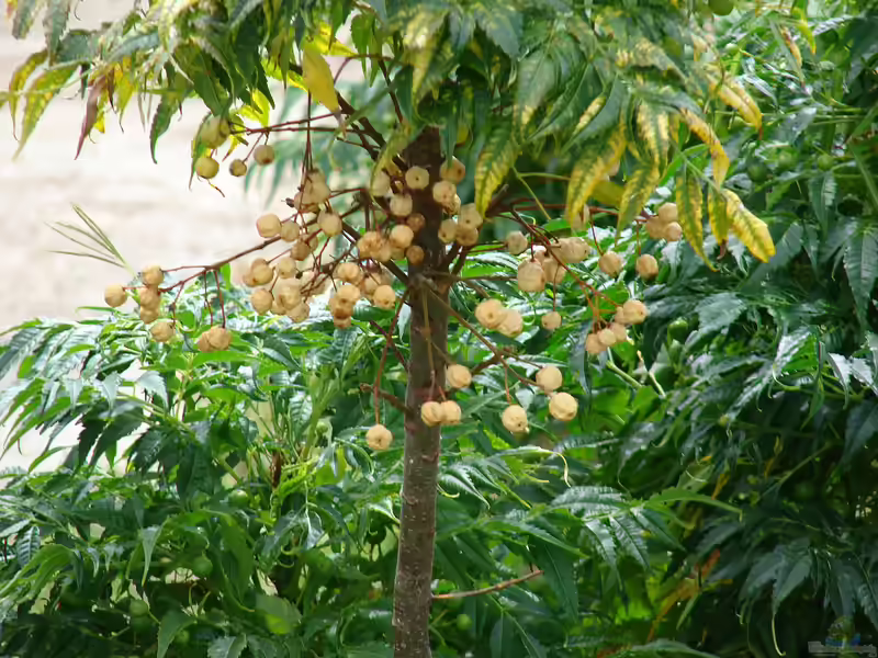 Melia azedarach im Garten pflanzen (Einrichtungsbeispiele mit Zedrachbaum)