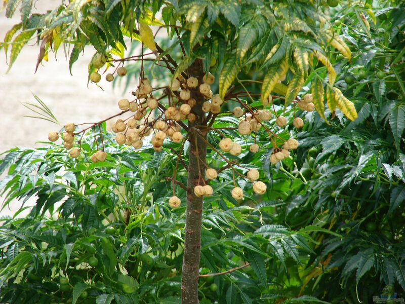 Melia azedarach im Garten pflanzen (Einrichtungsbeispiele mit Zedrachbaum)