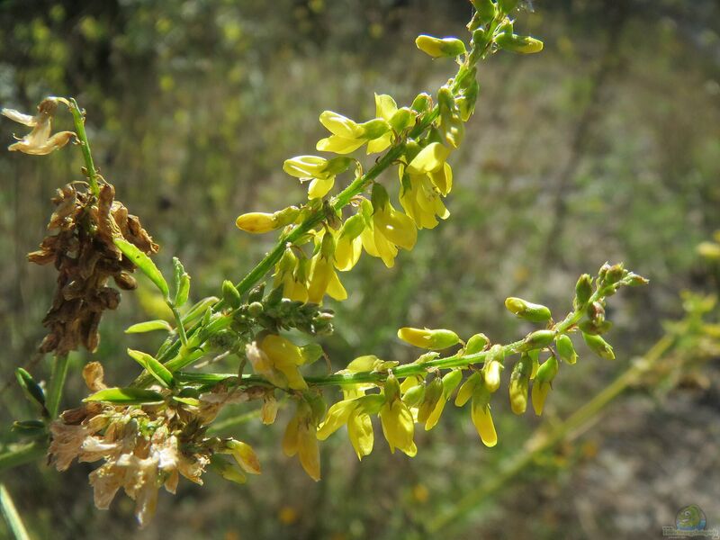 Melilotus officinalis im Garten pflanzen (Einrichtungsbeispiele mit Echter Steinklee)