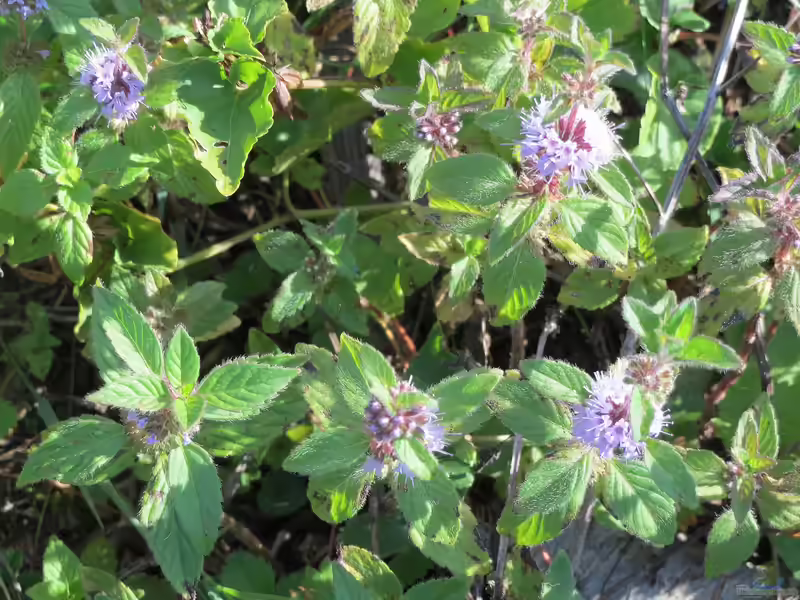 Mentha gentilis am Gartenteich (Einrichtungsbeispiele mit Zitronenminze)