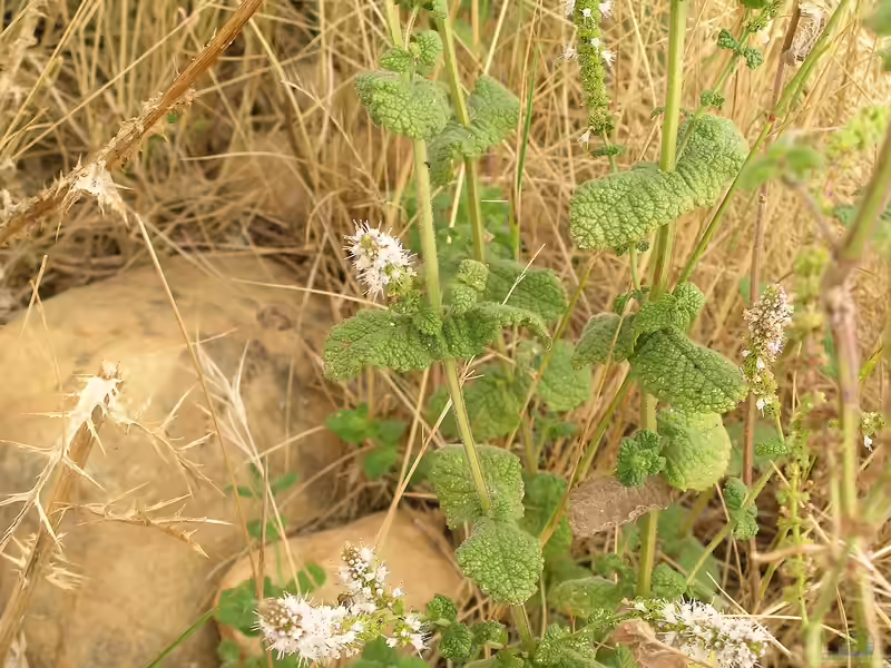 Mentha suaveolens am Gartenteich (Einrichtungsbeispiele mit Apfelminze)