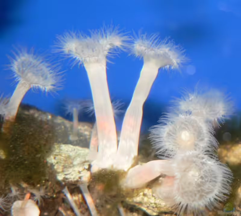 Metridium senile im Aquarium halten (Einrichtungsbeispiele für Seenelke)