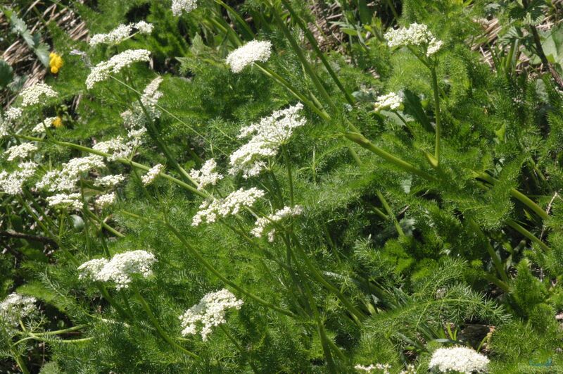 Meum athamanticum im Garten pflanzen (Einrichtungsbeispiele mit Bärwurz)