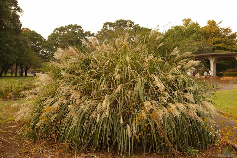 Miscanthus am Gartenteich pflanzen (Einrichtungsbeispiele mit Chinaschilf)