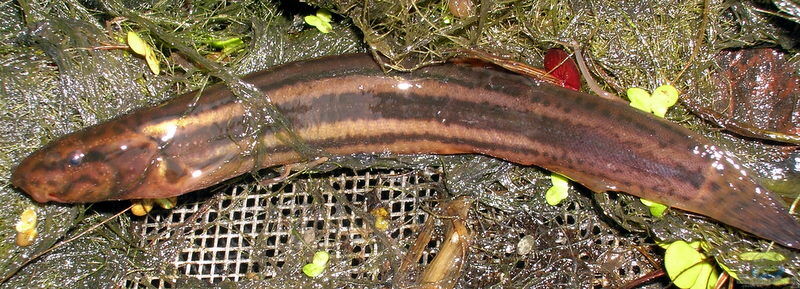 Misgurnus fossilis im Gartenteich halten (Einrichtungsbeispiele mit Europäischer Schlammpeitzger)