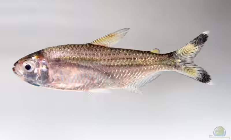 Moenkhausia dichroura im Aquarium halten (Einrichtungsbeispiele für Schwanzfleck-Moenkhausia)