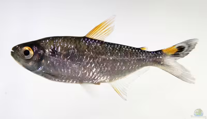 Moenkhausia lepidura im Aquarium halten (Einrichtungsbeispiele für Moenkhausia lepidura)