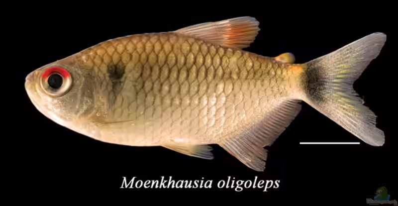 Moenkhausia oligolepis im Aquarium halten (Einrichtungsbeispiele für Schwarztupfen-Salmler)