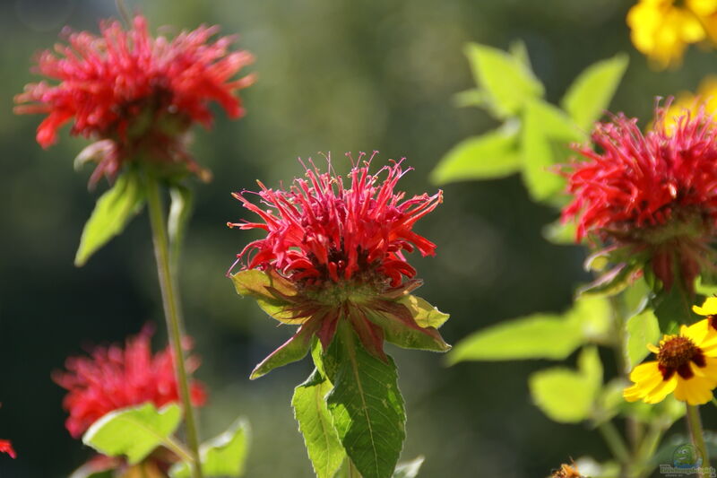 Monarda didyma im Garten pflanzen (Einrichtungsbeispiele mit Indianernessel)