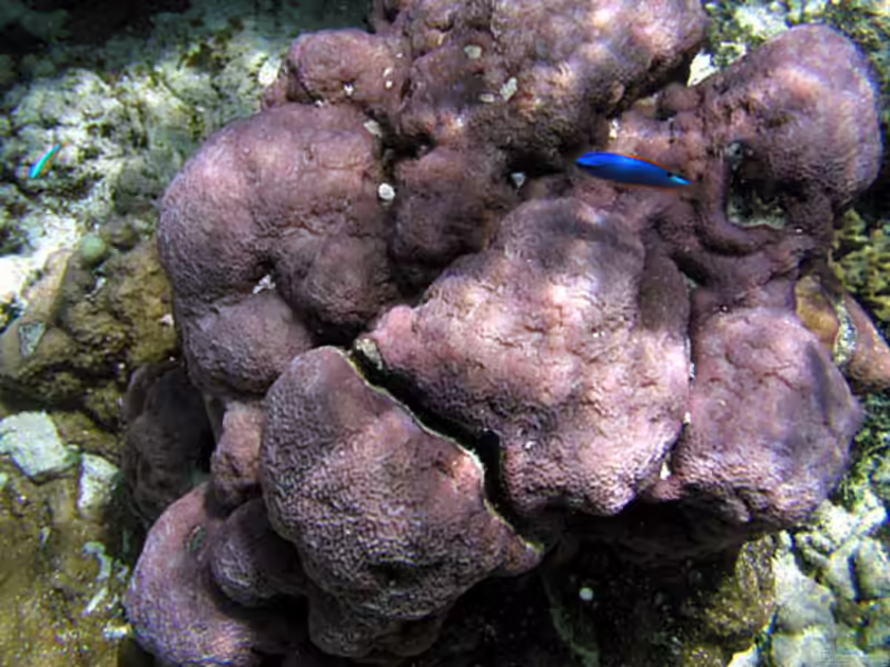 Montipora caliculata im Aquarium halten (Einrichtungsbeispiele für Kleinpolypige Steinkoralle)