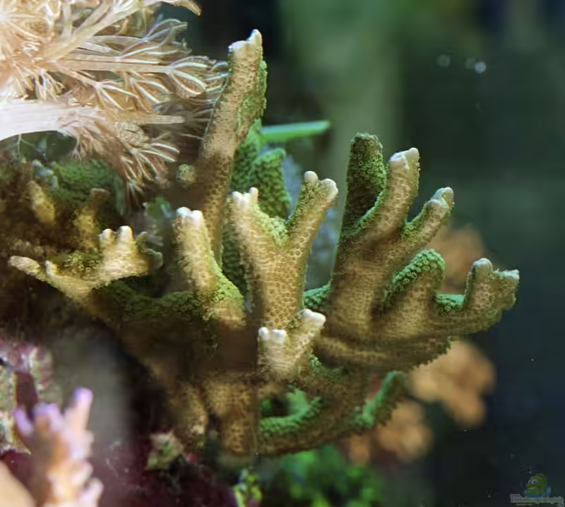 Montipora digitata im Aquarium halten (Einrichtungsbeispiele für Kleinpolypige Steinkoralle)