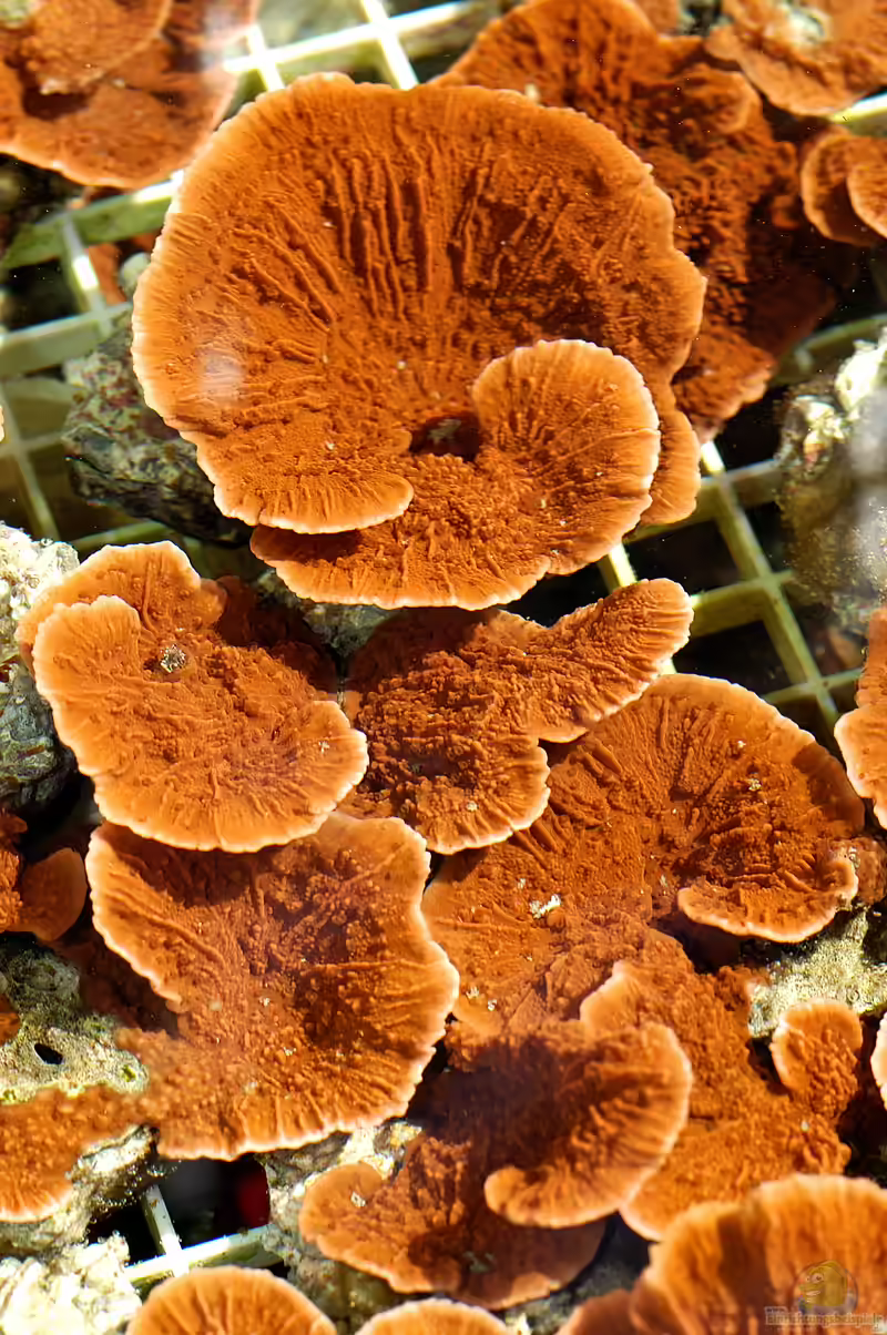 Montipora florida im Aquarium halten (Einrichtungsbeispiele für Kleinpolypige Steinkoralle)