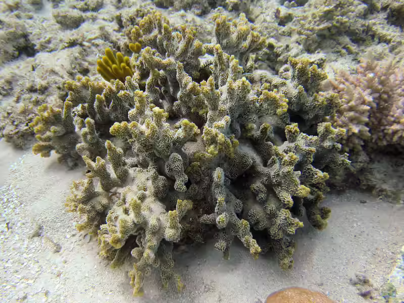 Montipora hispida im Aquarium halten (Einrichtungsbeispiele für Kleinpolypige Steinkoralle)