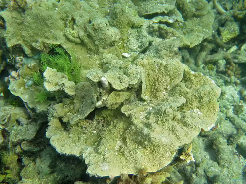 Montipora monasteriata im Aquarium halten (Einrichtungsbeispiele für Mörtelkoralle)