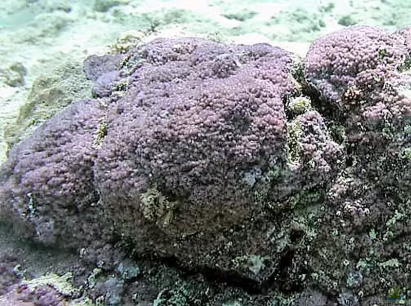 Montipora nodosa im Aquarium halten (Einrichtungsbeispiele für Kleinpolypige Steinkoralle)