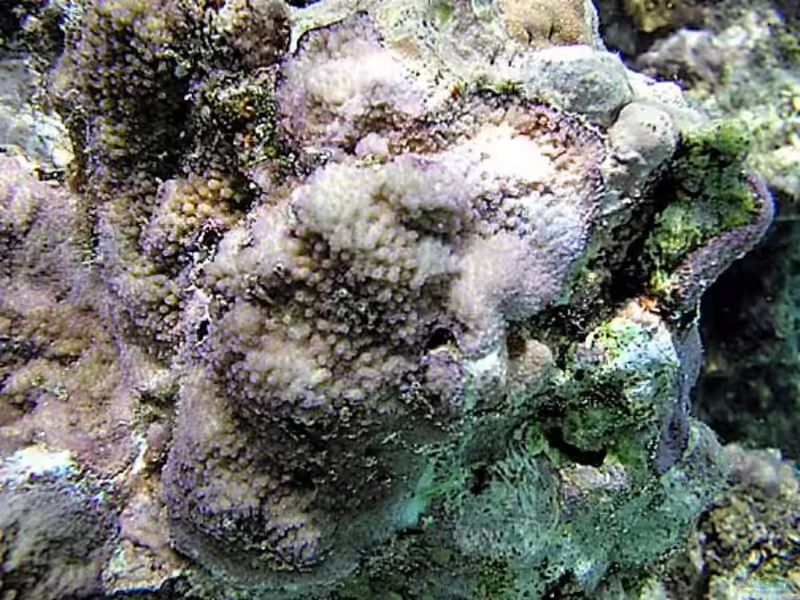 Montipora peltiformis im Aquarium halten (Einrichtungsbeispiele für Kleinpolypige Steinkoralle)