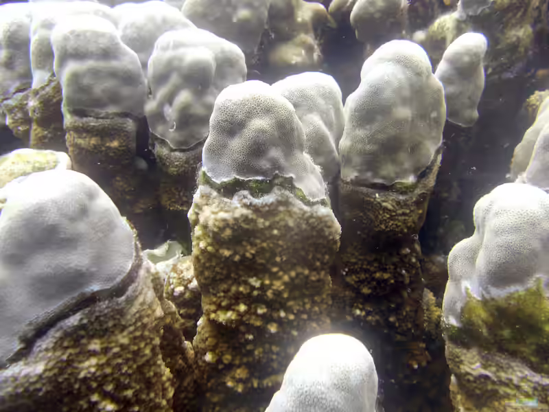 Montipora porites im Aquarium halten (Einrichtungsbeispiele für Kleinpolypige Steinkoralle)