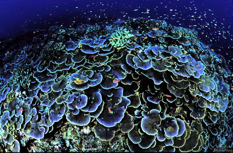 Steinkorallen der Gattung Montipora (Einrichtungsbeispiele mit Montipora)