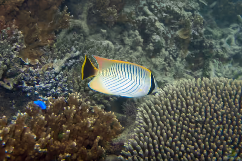 Montipora spumosa im Aquarium halten (Einrichtungsbeispiele für Kleinpolypige Steinkoralle)