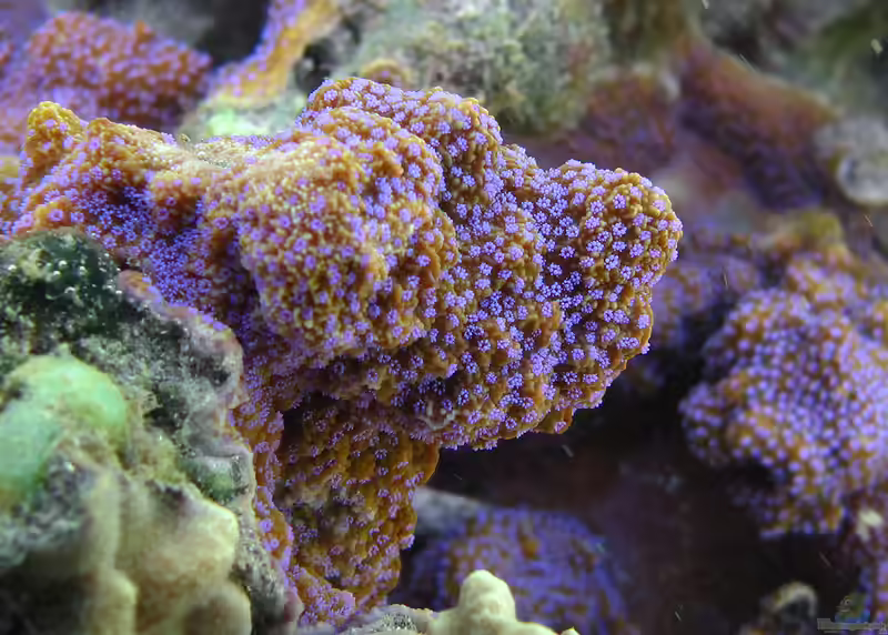 Montipora tuberculosa im Aquarium halten (Einrichtungsbeispiele für Kleinpolypige Steinkoralle)