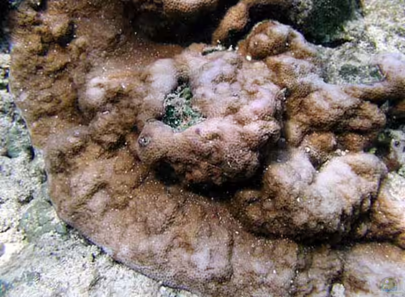 Montipora venosa im Aquarium halten (Einrichtungsbeispiele für Kleinpolypige Steinkoralle)
