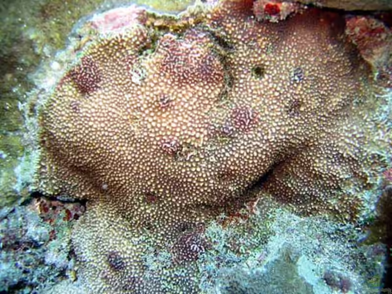 Montipora verrucosa im Aquarium halten (Einrichtungsbeispiele für Kleinpolypige Steinkoralle)