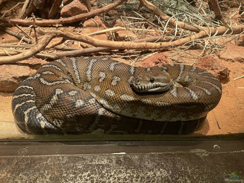 Morelia bredli im Terrarium halten (Einrichtungsbeispiele mit Zentralaustralischer Python)