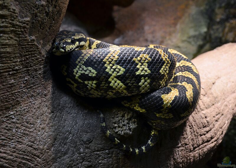 Morelia spilota im Terrarium halten (Rautenpython)