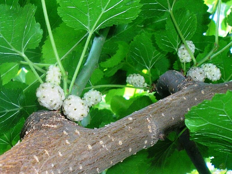 Morus alba im Garten pflanzen (Einrichtungsbeispiele mit Weiße Maulbeere)