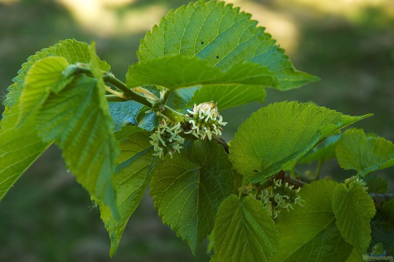 Morus nigra im Garten pflanzen (Einrichtungsbeispiele mit Schwarze Maulbeere)