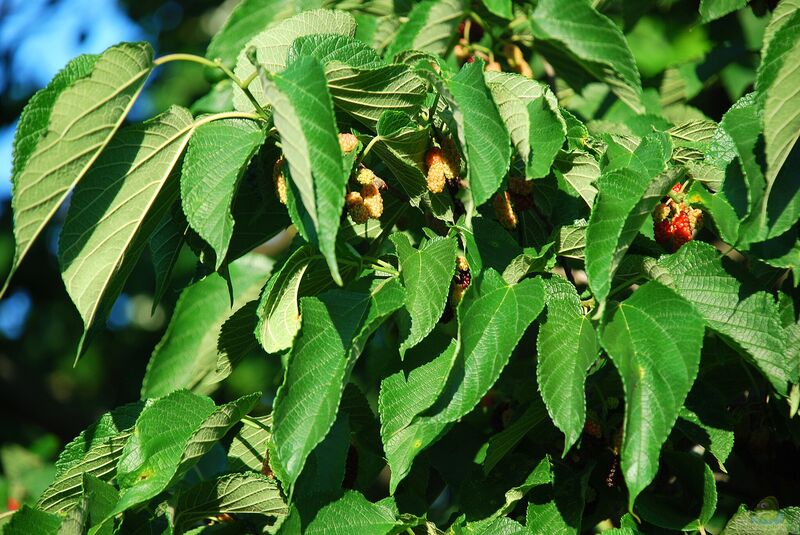 Morus rubra im Garten pflanzen (Einrichtungsbeispiele mit Rote Maulbeeren)