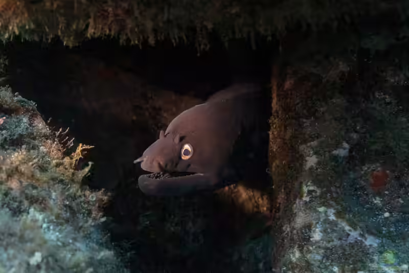 Muraena augusti im Aquarium halten (Einrichtungsbeispiele für Fürst-August-Muräne)