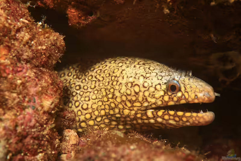 Muraena lentiginosa im Aquarium halten (Einrichtungsbeispiele für Juwelen Muräne)
