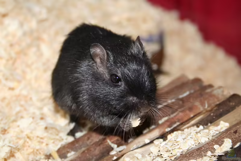 Mäuse im Terrarium halten: Tipps und Tricks (Einrichtungsbeispiele für Mäuse)