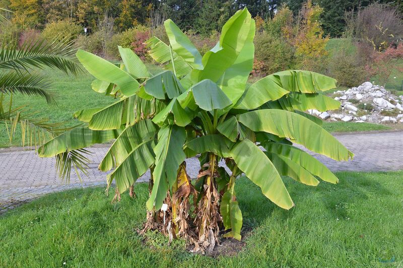 Musa basjoo am Gartenteich pflanzen (Einrichtungsbeispiele mit Japanische Faserbananen)